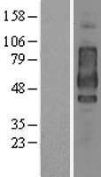 CD44 Human Over-expression Lysate