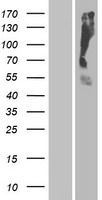 OR2T35 Human Over-expression Lysate