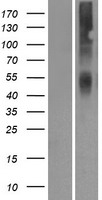 OR2A42 Human Over-expression Lysate
