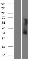 OR6V1 Human Over-expression Lysate