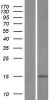 BRCC2 (BLID) Human Over-expression Lysate