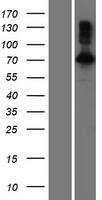 PIB5PA (INPP5J) Human Over-expression Lysate