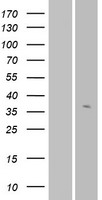 OR56A3 Human Over-expression Lysate