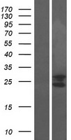 C9orf115 (PTRH1) Human Over-expression Lysate