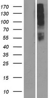 OR10AD1 Human Over-expression Lysate