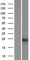 TUSC1 Human Over-expression Lysate
