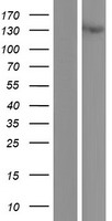 Fibulin 2 (FBLN2) Human Over-expression Lysate