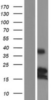 BMF Human Over-expression Lysate