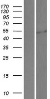 SP5 Human Over-expression Lysate