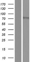 SLC6A19 Human Over-expression Lysate