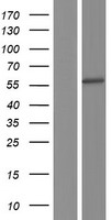 SMARCD3 Human Over-expression Lysate