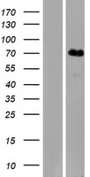 KLHL31 Human Over-expression Lysate