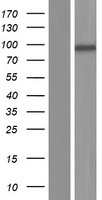 GLE1 Human Over-expression Lysate