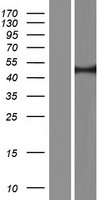 RECQL5 Human Over-expression Lysate