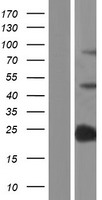SP140 Human Over-expression Lysate