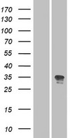 OR52N2 Human Over-expression Lysate