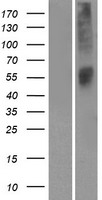 OR52L1 Human Over-expression Lysate