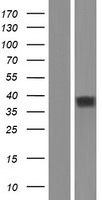 OR52K2 Human Over-expression Lysate