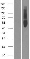 OR51V1 Human Over-expression Lysate