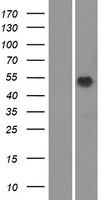 OR51M1 Human Over-expression Lysate
