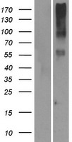 OR14I1 Human Over-expression Lysate
