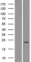 OR4X1 Human Over-expression Lysate