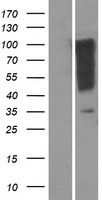 OR1I1 Human Over-expression Lysate