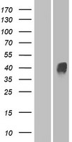 OR4D11 Human Over-expression Lysate