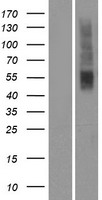 OR2T5 Human Over-expression Lysate