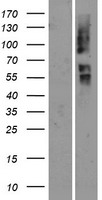 OR2T29 Human Over-expression Lysate