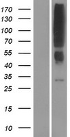 OR2T12 Human Over-expression Lysate