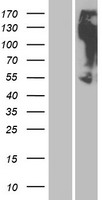 OR2M3 Human Over-expression Lysate