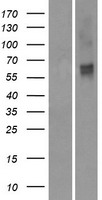 OR2M2 Human Over-expression Lysate