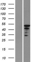 hnRNP L (HNRNPL) Human Over-expression Lysate