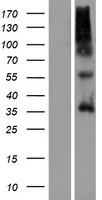 OR9G4 Human Over-expression Lysate