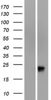OR51G1 Human Over-expression Lysate