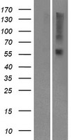 OR9I1 Human Over-expression Lysate