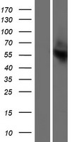 OR13C2 Human Over-expression Lysate