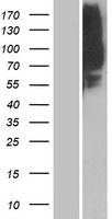 OR1L8 Human Over-expression Lysate