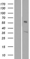 OR1L6 Human Over-expression Lysate