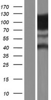 Dynamin 2 (DNM2) Human Over-expression Lysate