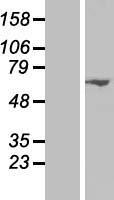 SIN1 (MAPKAP1) Human Over-expression Lysate