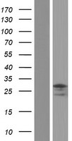 TSPAN17 Human Over-expression Lysate