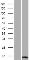 Sumo 2 (SUMO2) Human Over-expression Lysate