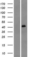 OR4M1 Human Over-expression Lysate