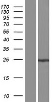 GOSR1 Human Over-expression Lysate