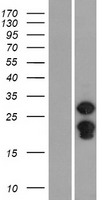 SPIN2B Human Over-expression Lysate