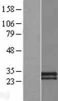 CDHR4 Human Over-expression Lysate