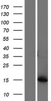 AKR1CL1 (AKR1C8P) Human Over-expression Lysate