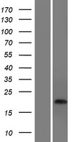 CDRT15 Human Over-expression Lysate